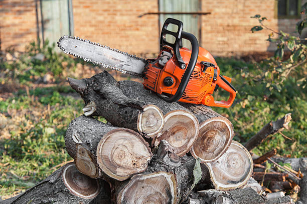 The Steps Involved in Our Tree Care Process in Arbutus, MD